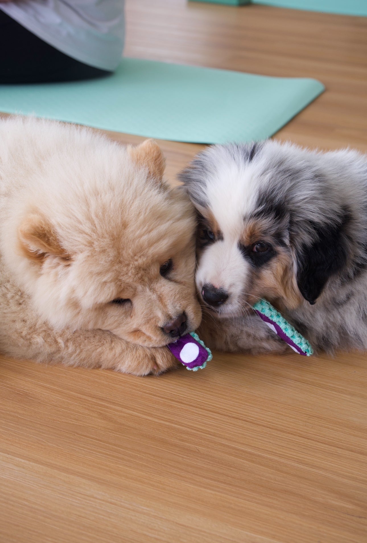 Two adorable puppies sharing a toy during a Puppy Yoga class on the Central Coast, creating a playful and relaxing atmosphere.