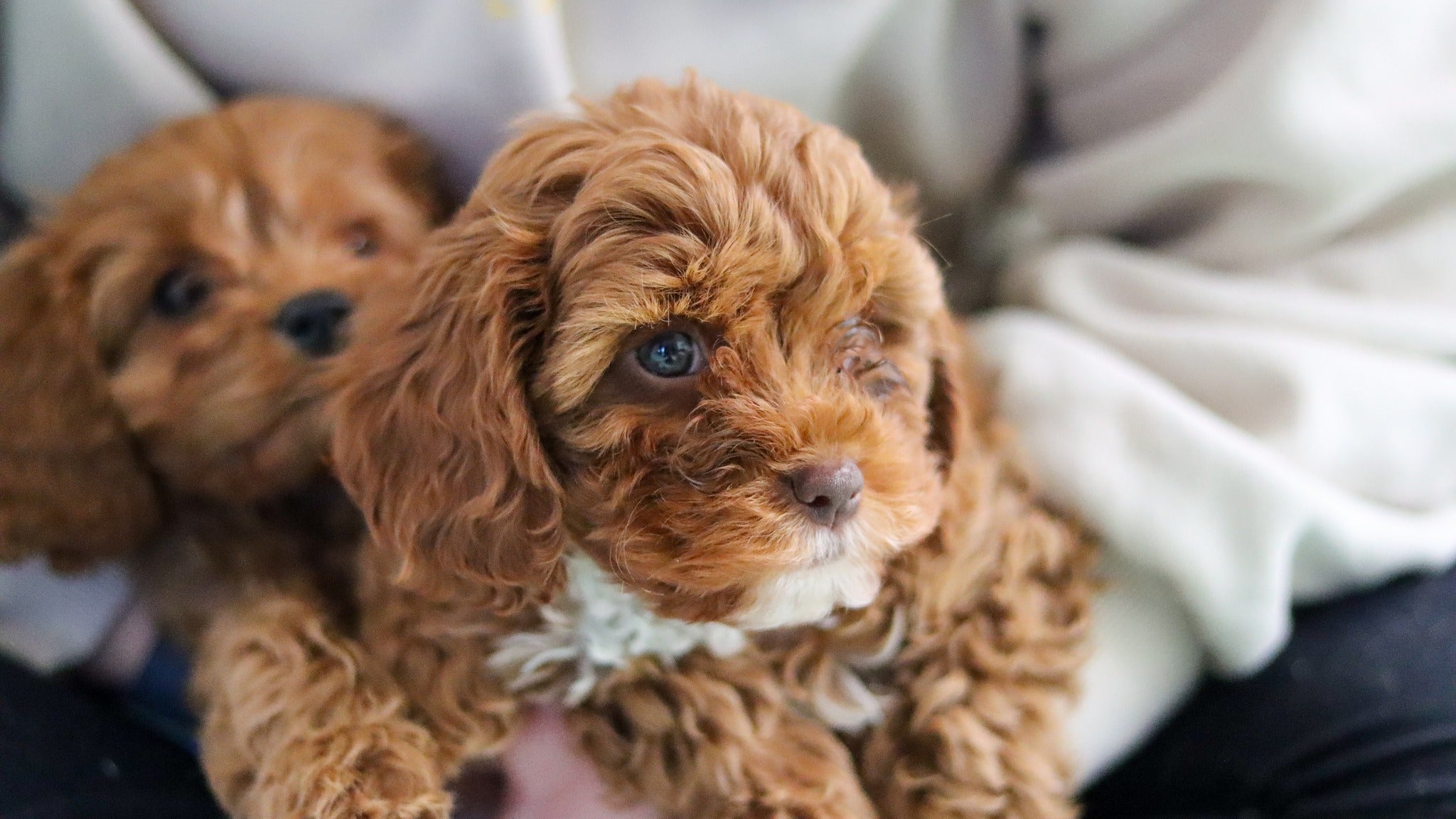 Close up of Cavoodle puppies at Yogi Paws Puppy Yoga class in Australia