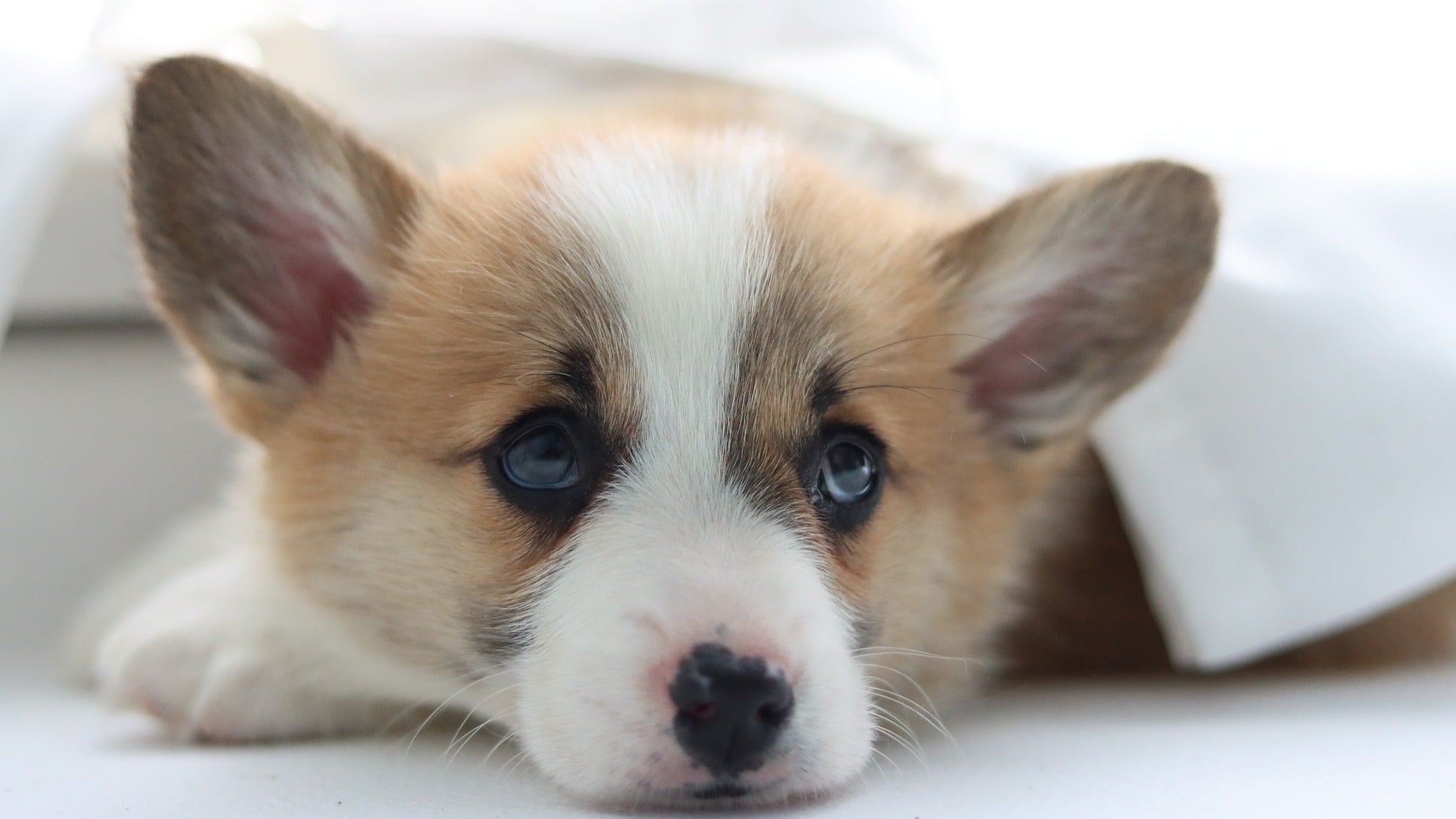 Close up of corgi puppy at Yogi Paws Puppy Yoga class in Australia on the Central Coast
