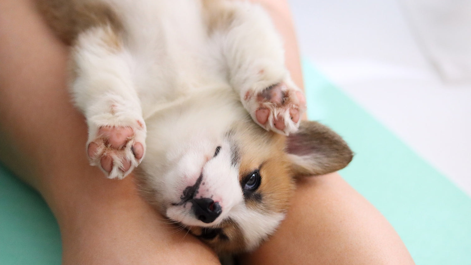 Corgi puppy lying on its back showing paws during Yogi Paws Puppy Yoga class in Australia on the Central Coast