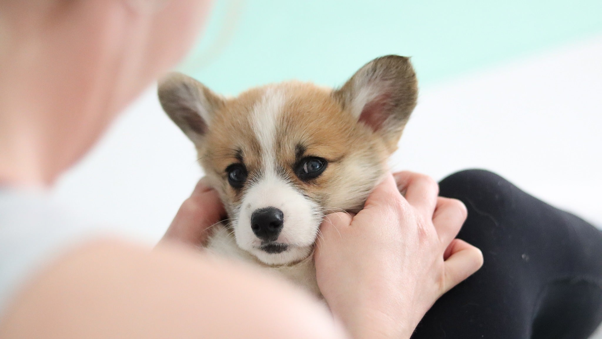 Corgi puppy being gently held during a Puppy Yoga class in Australia