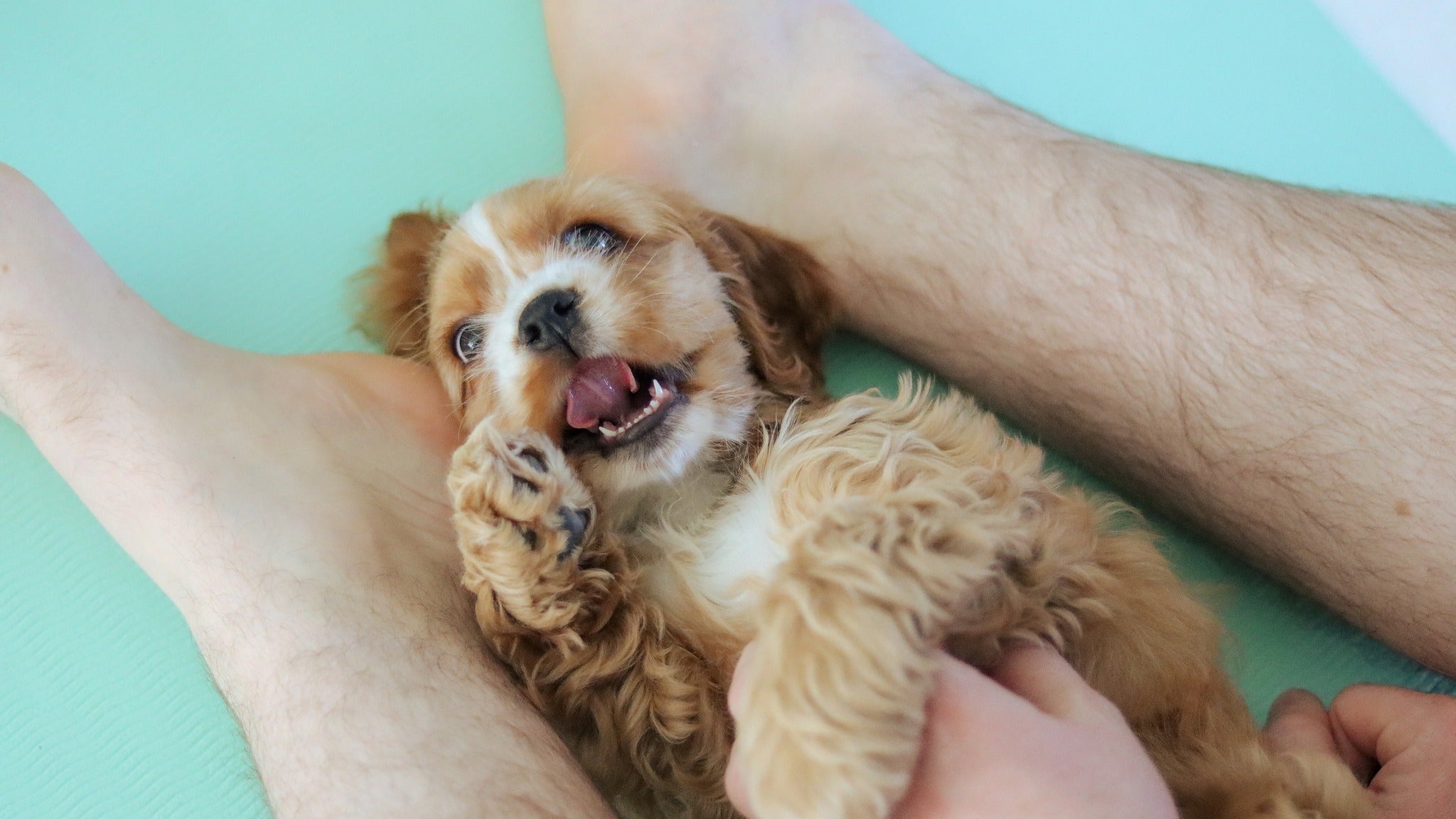 Close up of a playful puppy during Yogi Paws Puppy Yoga class in Australia on the Central Coast