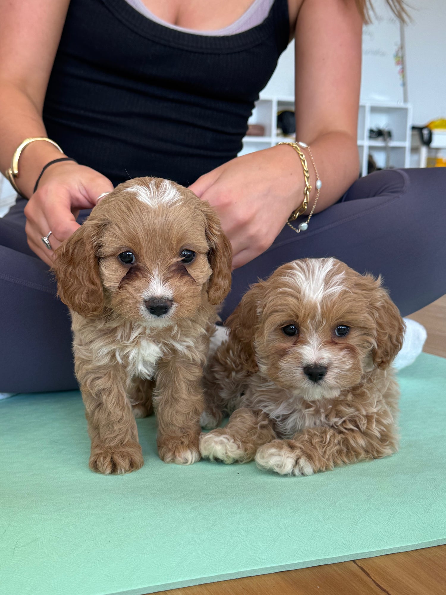 Two adorable Cavoodle puppies sitting on a yoga mat during a Puppy Yoga class in Australia